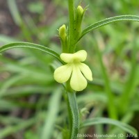 Striga asiatica (L.) Kuntze